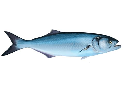 Bluefish .